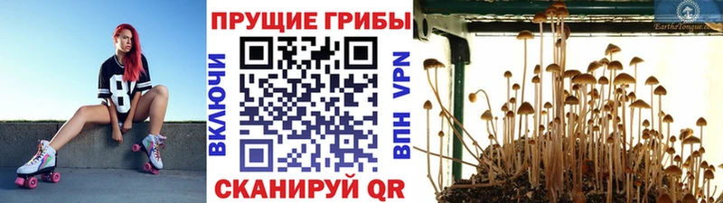 blacksprut рабочий сайт  Кирсанов  Галлюциногенные грибы Cubensis 
